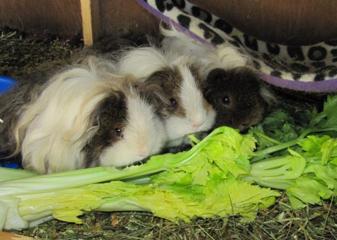 Сельдерей в меню морской свинки: польза, риски и секреты идеального лакомства