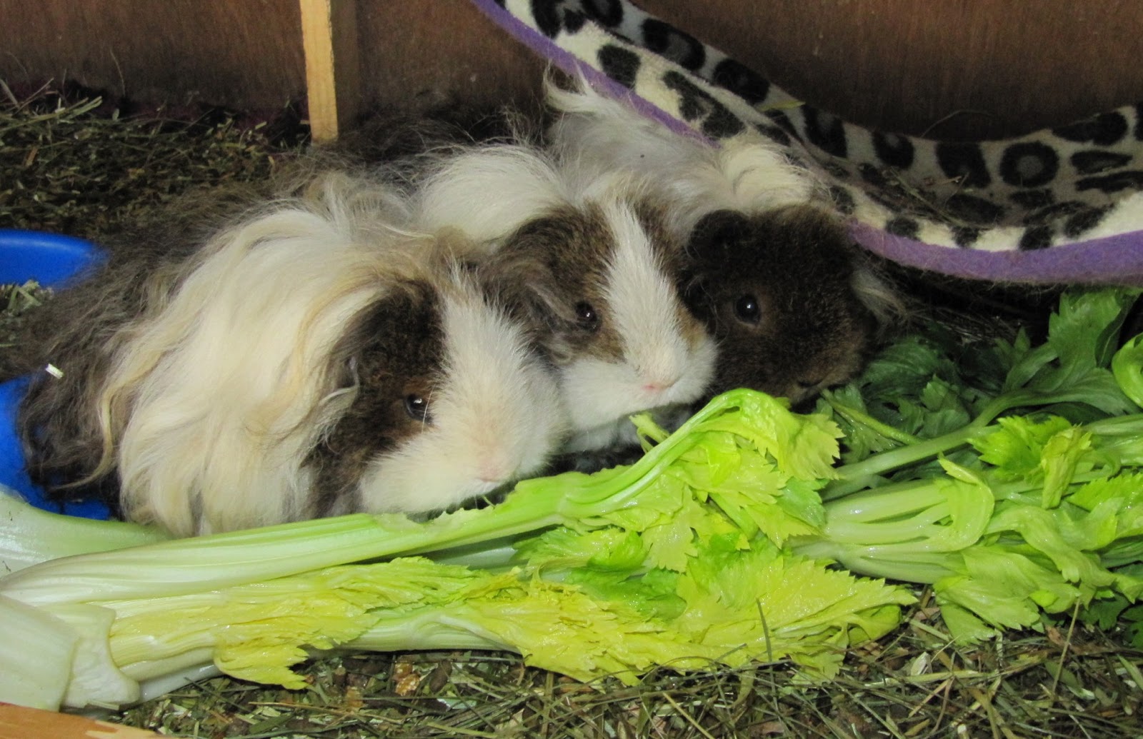 Сельдерей в меню морской свинки: польза, риски и секреты идеального лакомства