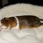 Как спят морские свинки