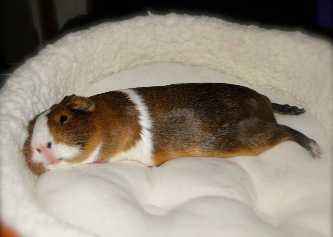 Как спят морские свинки