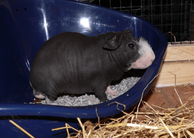 Туалет для морской свинки: пошаговое руководство по приучению