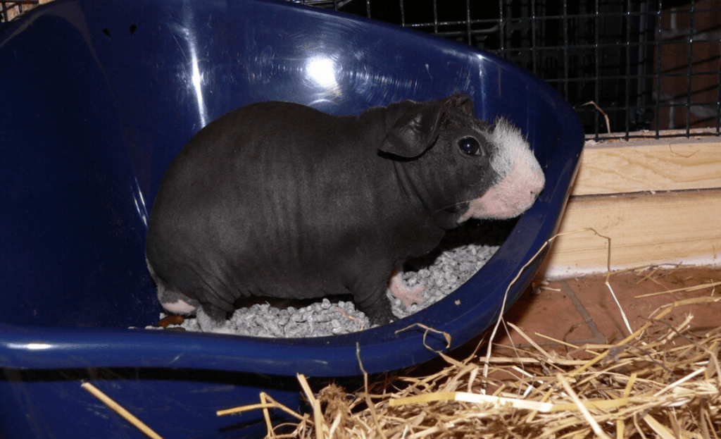 Туалет для морской свинки: пошаговое руководство по приучению