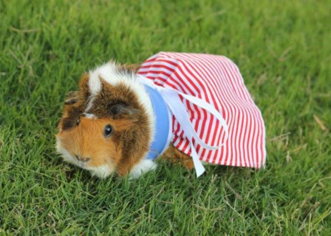 Как сшить одежду для морской свинки: от простого к сложному