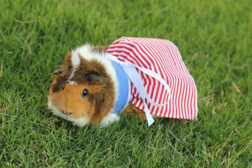 Шьем одежду для питомца