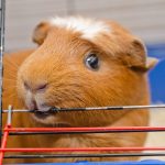 Почему морская свинка грызет клетку и как ее отучить