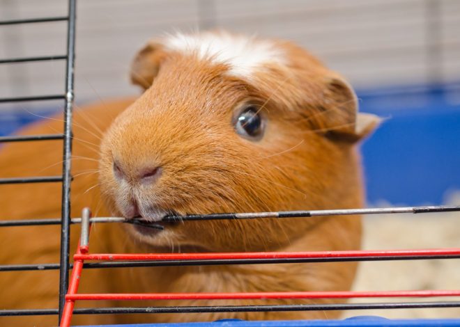 Почему морская свинка грызет клетку и как ее отучить