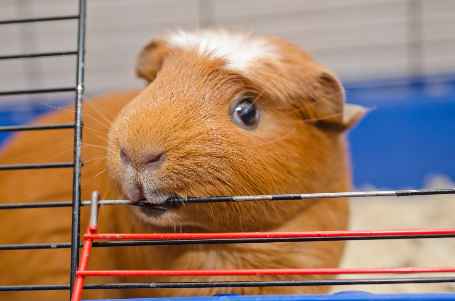 Почему морская свинка грызет клетку и как ее отучить