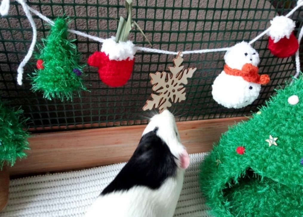 Новый год и морские свинки: как подготовить питомца к празднику