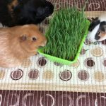 Как вырастить свежую траву для морских свинок в домашних условиях