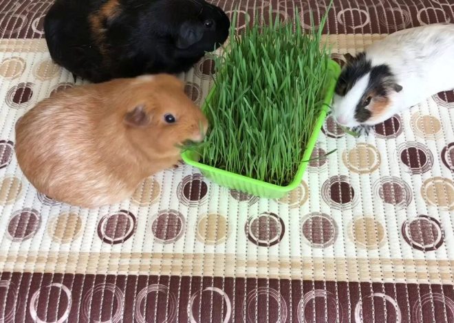 Как вырастить свежую траву для морских свинок в домашних условиях