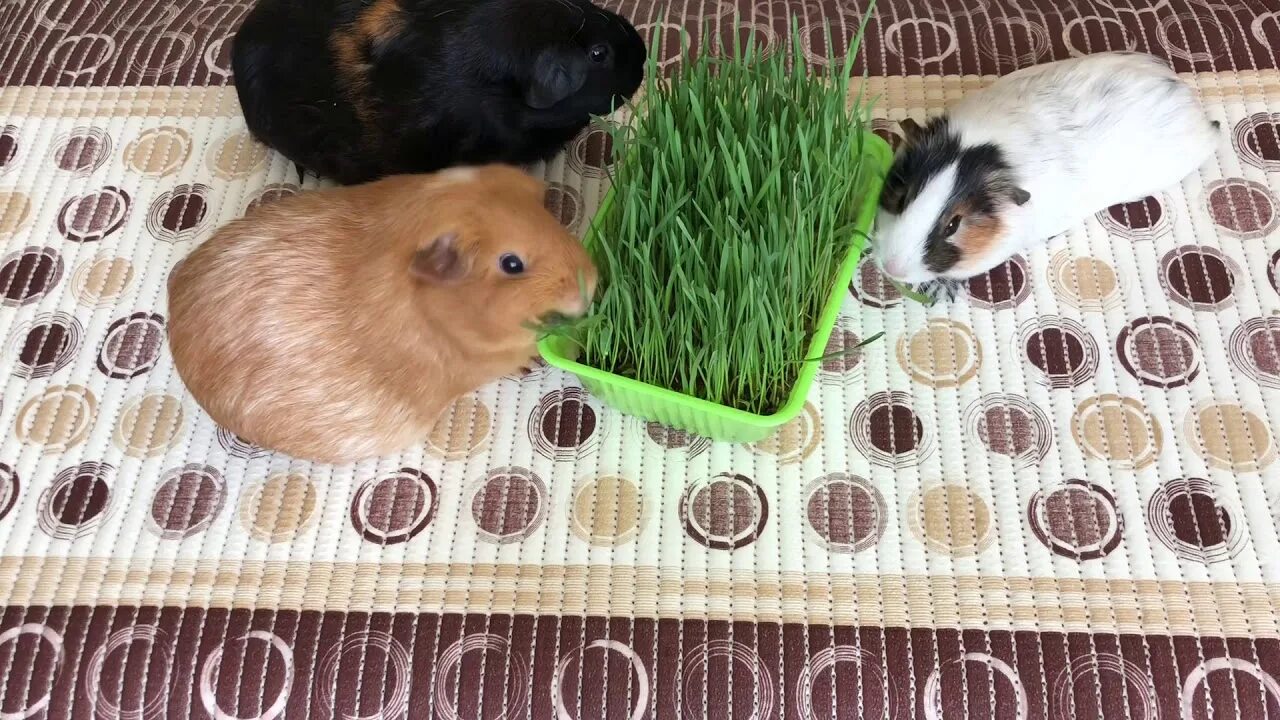 Как вырастить свежую траву для морских свинок в домашних условиях