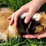 Почему морская свинка облизывает руки