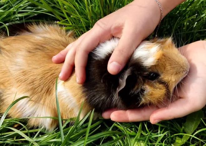 Почему морская свинка облизывает руки