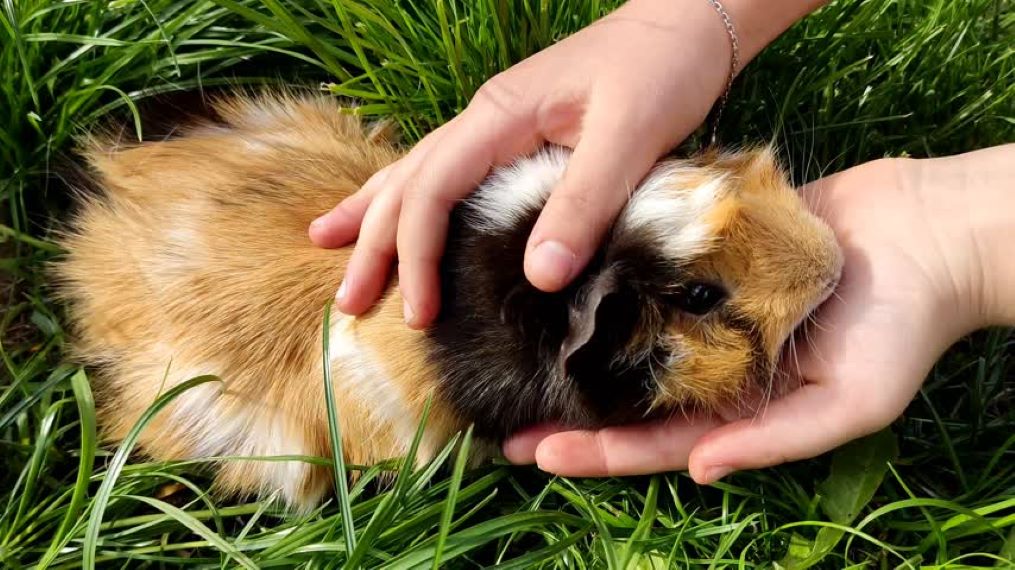 Почему морская свинка облизывает руки