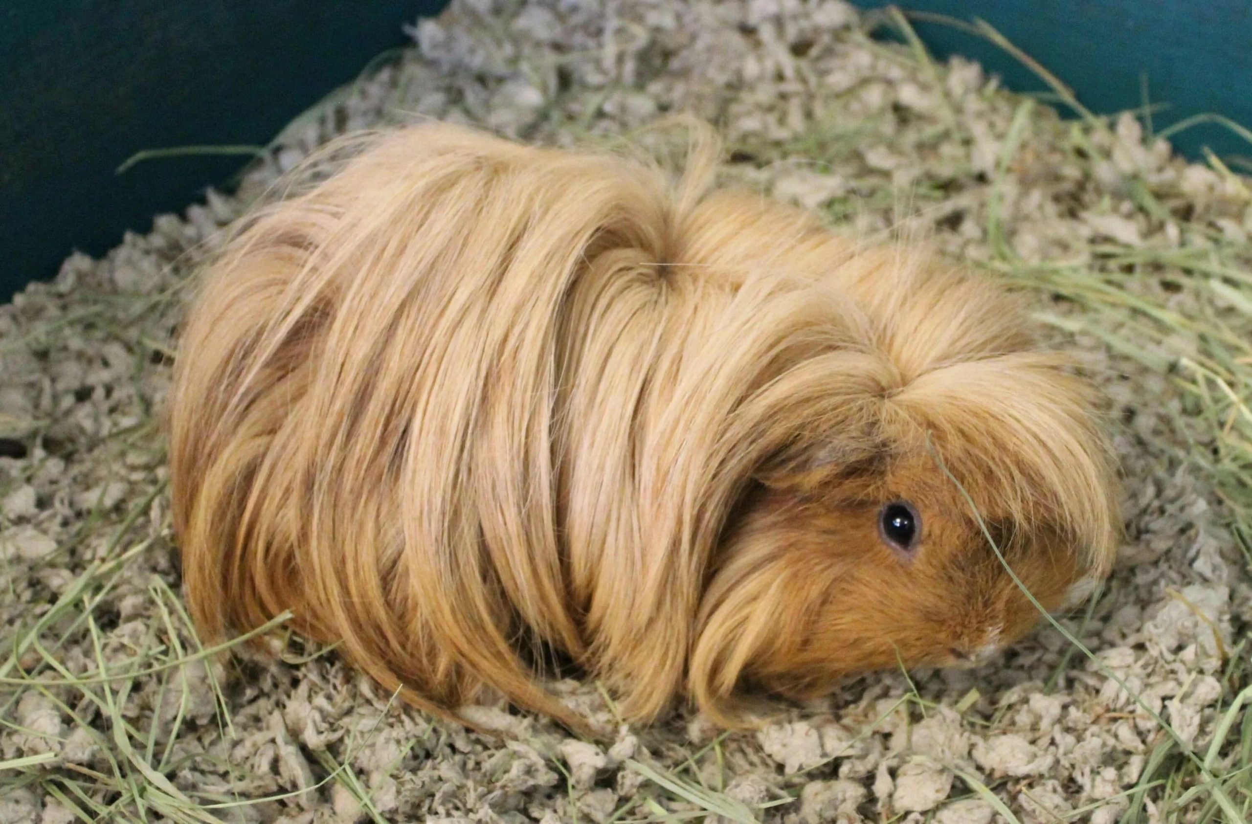 Всё о породах морских свинок: от длинношерстных красавцев до лысых экзотов