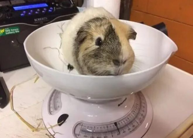 Возраст и вес морской свинки: полное руководство для заботливых хозяев