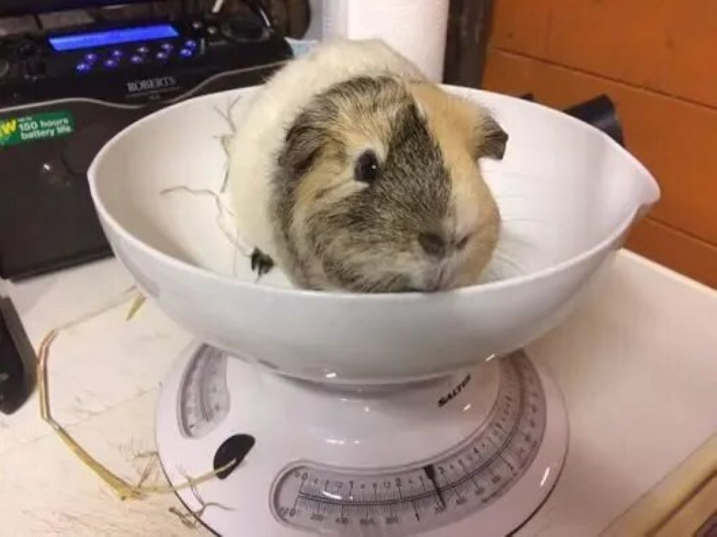 Возраст и вес морской свинки: полное руководство для заботливых хозяев