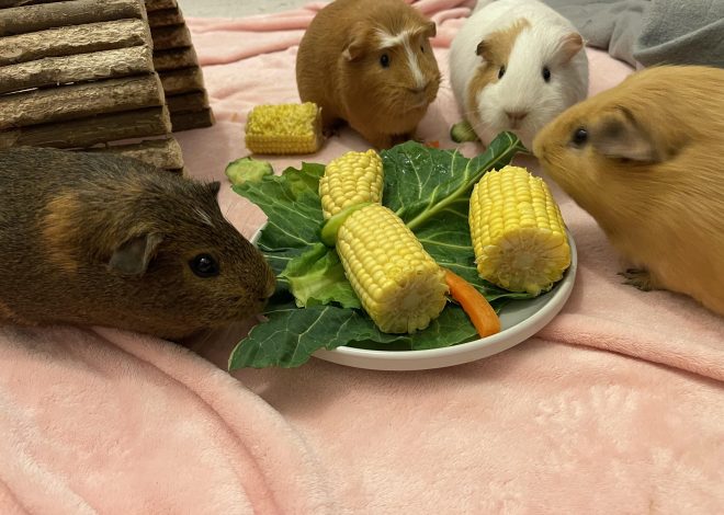 Можно ли давать кукурузу морским свинкам: полное руководство