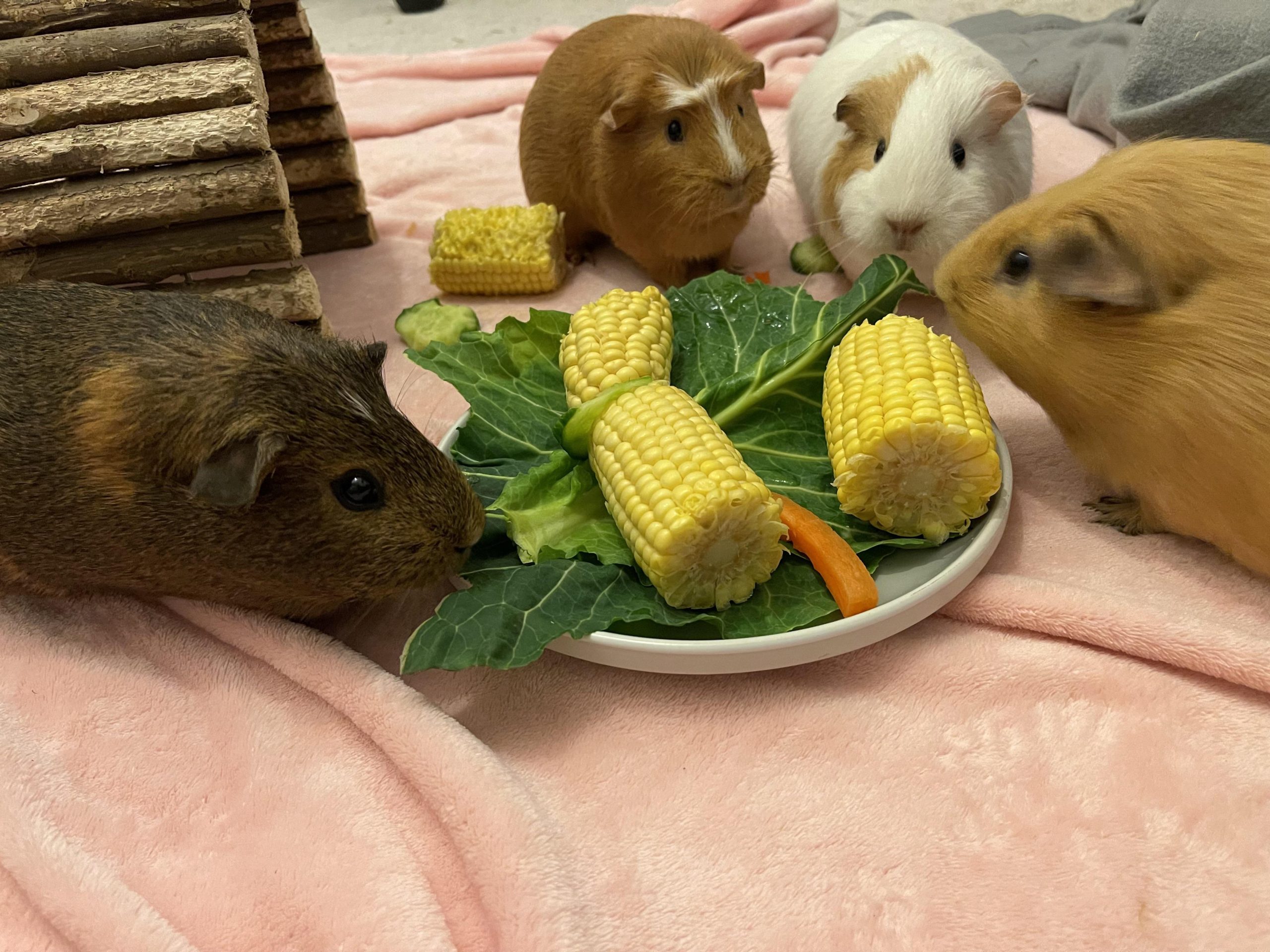 Можно ли давать кукурузу морским свинкам: полное руководство