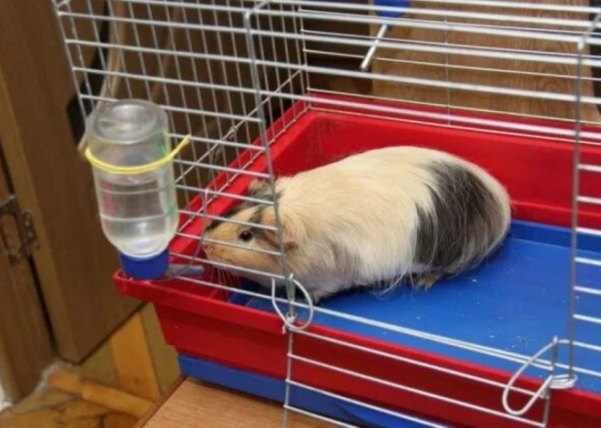 Как научить морскую свинку пить из поилки и какой аксессуар выбрать