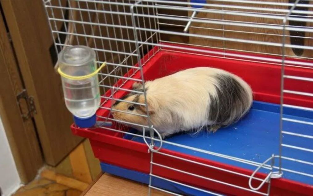 Как научить морскую свинку пить из поилки и какой аксессуар выбрать