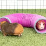 Топ-10 самодельных игрушек для морских свинок: весело и безопасно