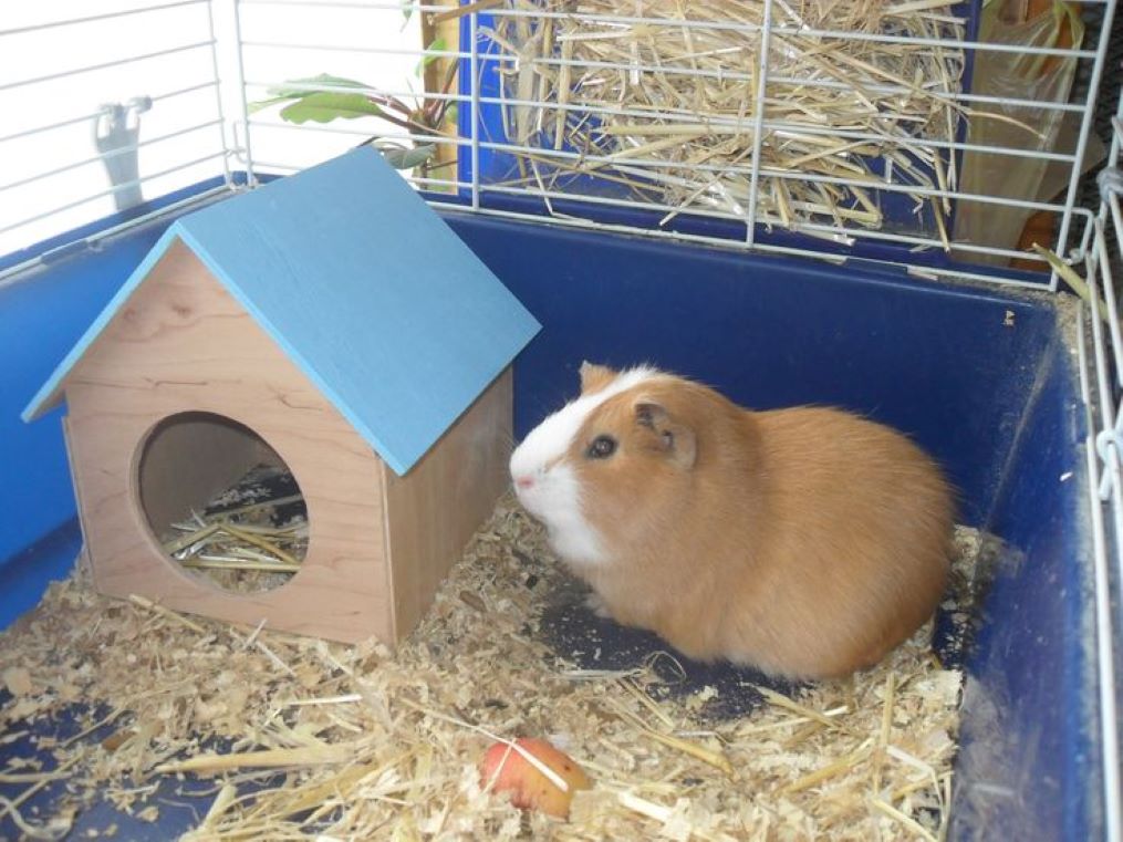 Уютный дом для морской свинки: как сделать убежище своими руками