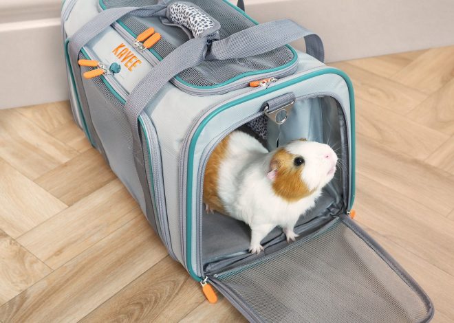 Переноска для морской свинки: как выбрать и безопасно перевезти любимца